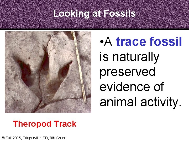 Looking at Fossils • A trace fossil is naturally preserved evidence of animal activity.