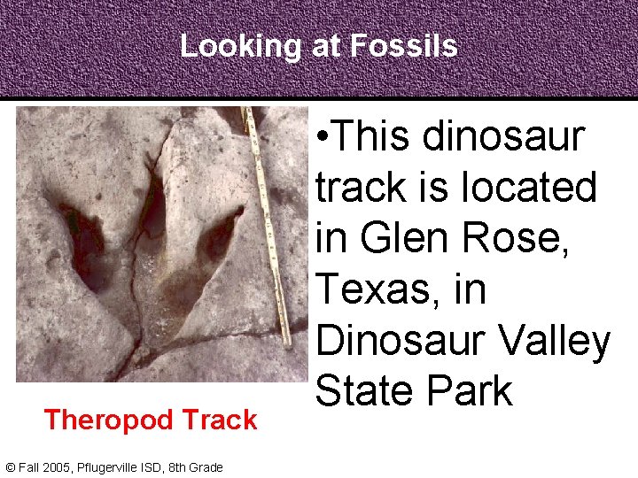 Looking at Fossils Theropod Track © Fall 2005, Pflugerville ISD, 8 th Grade •