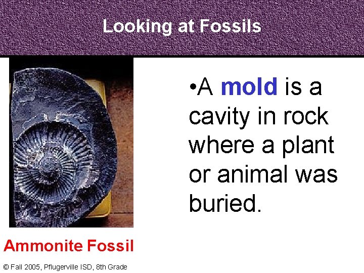 Looking at Fossils • A mold is a cavity in rock where a plant