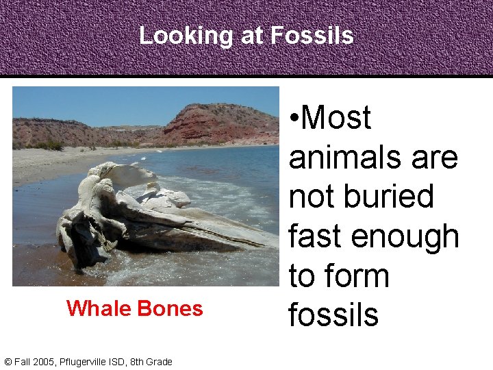 Looking at Fossils Whale Bones © Fall 2005, Pflugerville ISD, 8 th Grade •