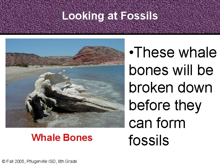 Looking at Fossils Whale Bones © Fall 2005, Pflugerville ISD, 8 th Grade •