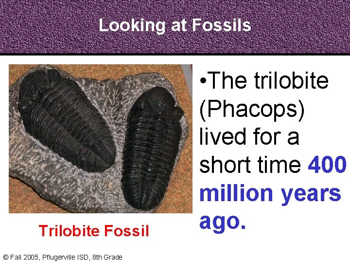 Looking at Fossils Trilobite Fossil © Fall 2005, Pflugerville ISD, 8 th Grade •