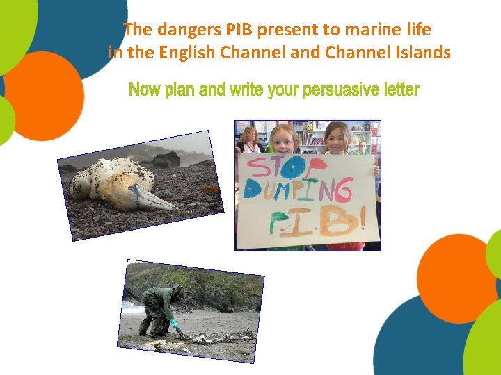 The dangers PIB present to marine life in the English Channel and Channel Islands