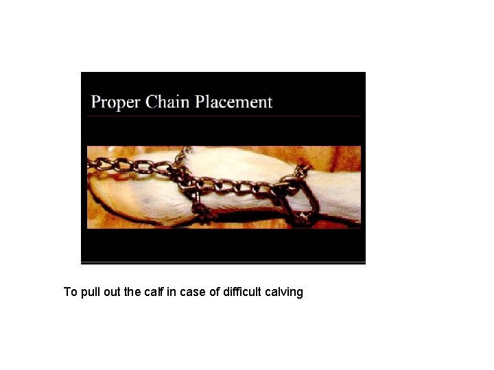 To pull out the calf in case of difficult calving 