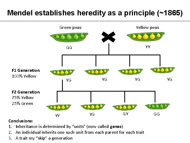 Mendel establishes heredity as a principle (~1865) Green peas Yellow peas GG YY F