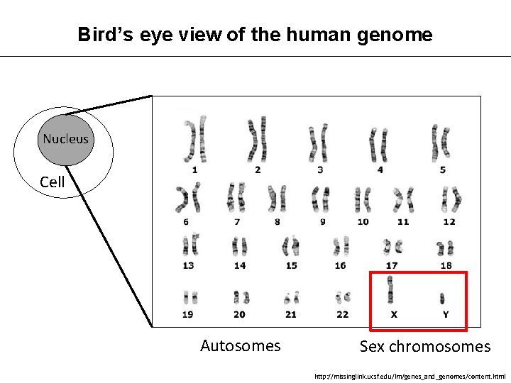 Bird’s eye view of the human genome Nucleus Cell Autosomes Sex chromosomes http: //missinglink.