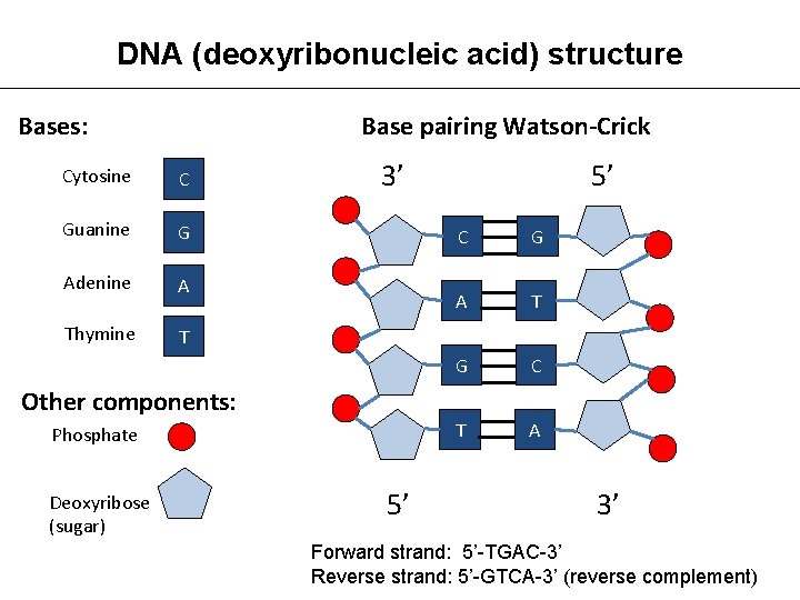 DNA (deoxyribonucleic acid) structure Bases: Base pairing Watson-Crick Cytosine C Guanine G Adenine A