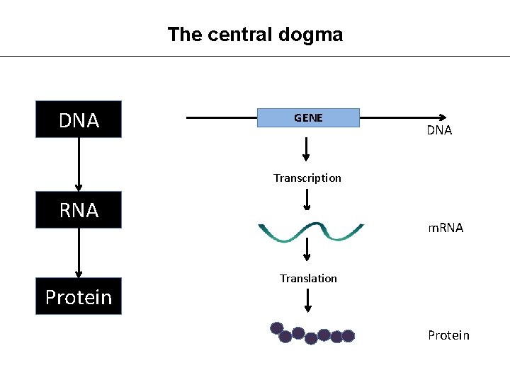 The central dogma DNA GENE DNA Transcription RNA Protein m. RNA Translation Protein 