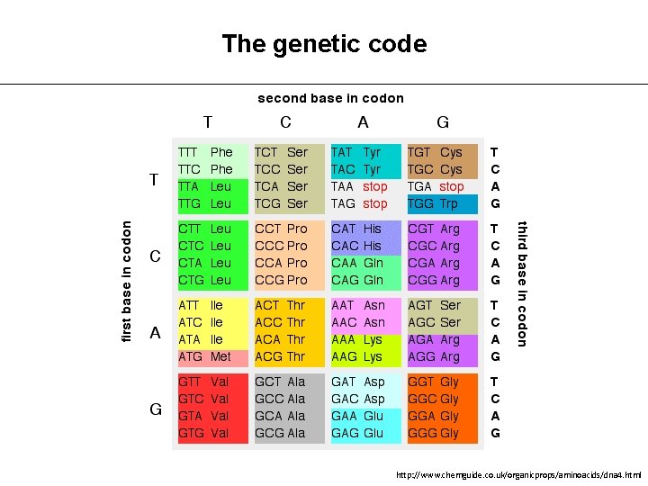 The genetic code http: //www. chemguide. co. uk/organicprops/aminoacids/dna 4. html 