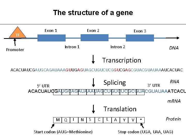 The structure of a gene TF Promoter Exon 1 Exon 2 Exon 3 Intron