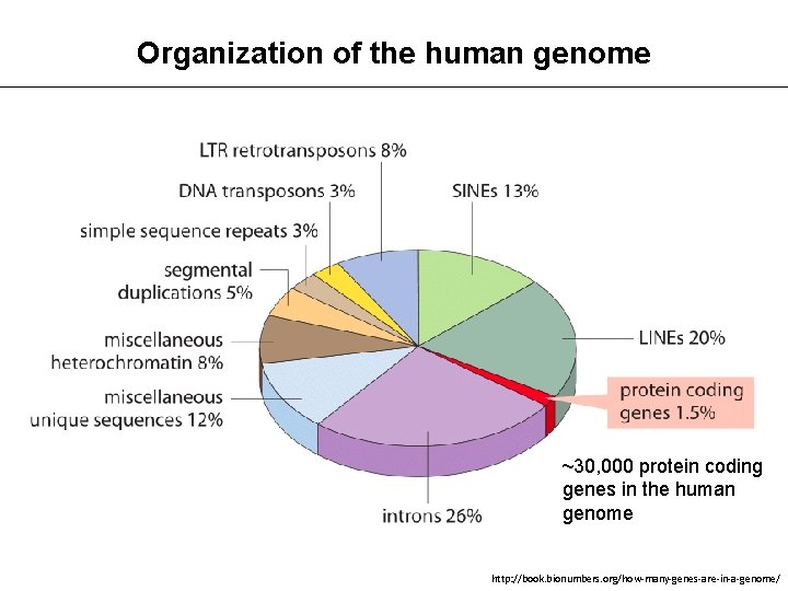 Organization of the human genome ~30, 000 protein coding genes in the human genome
