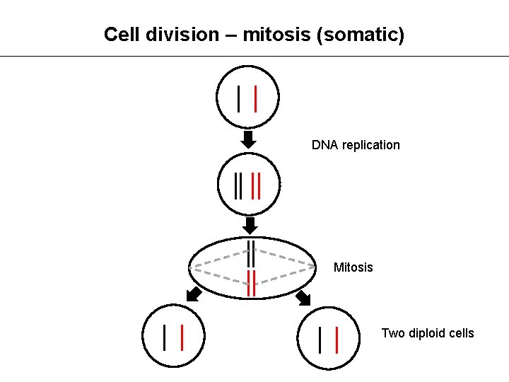 Cell division – mitosis (somatic) DNA replication Mitosis Two diploid cells 