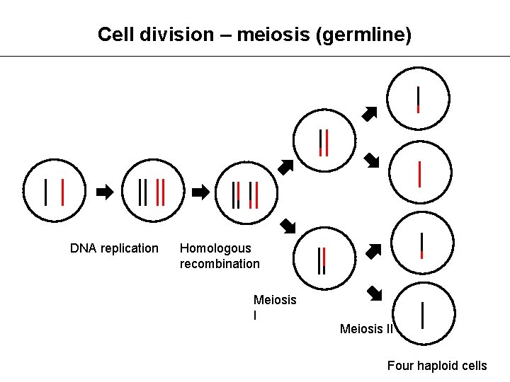 Cell division – meiosis (germline) DNA replication Homologous recombination Meiosis II Four haploid cells