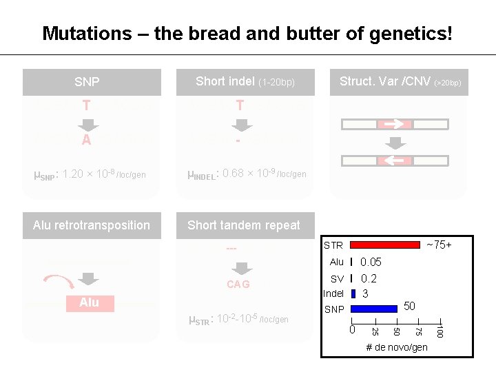 Mutations – the bread and butter of genetics! SNP Short indel (1 -20 bp)