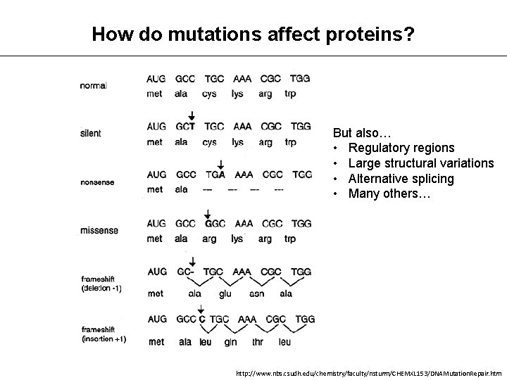 How do mutations affect proteins? But also… • Regulatory regions • Large structural variations