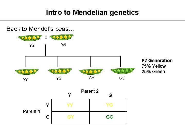 Intro to Mendelian genetics Back to Mendel’s peas… x YG YG F 2 Generation