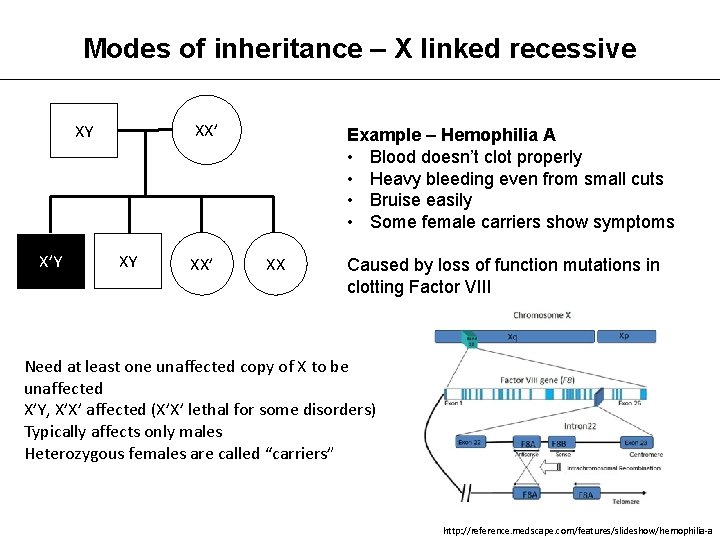 Modes of inheritance – X linked recessive XX’ XY X’Y XY XX’ Example –
