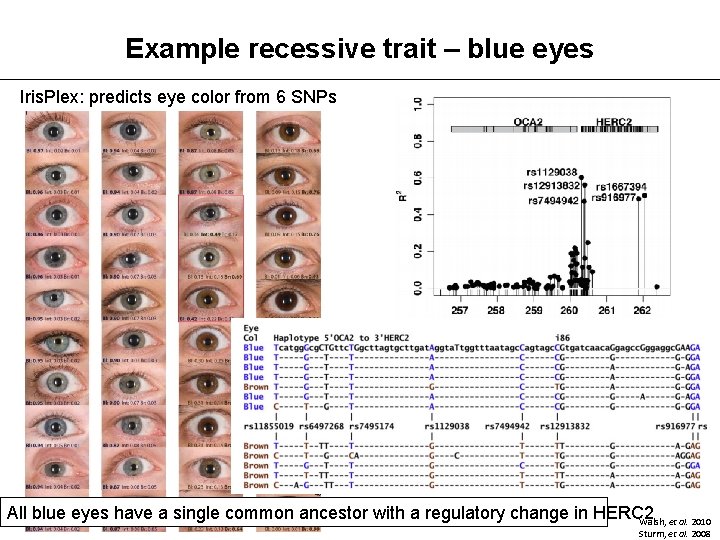 Example recessive trait – blue eyes Iris. Plex: predicts eye color from 6 SNPs