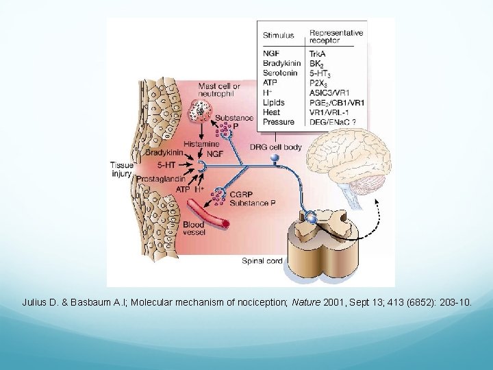 Julius D. & Basbaum A. I; Molecular mechanism of nociception; Nature 2001, Sept 13;