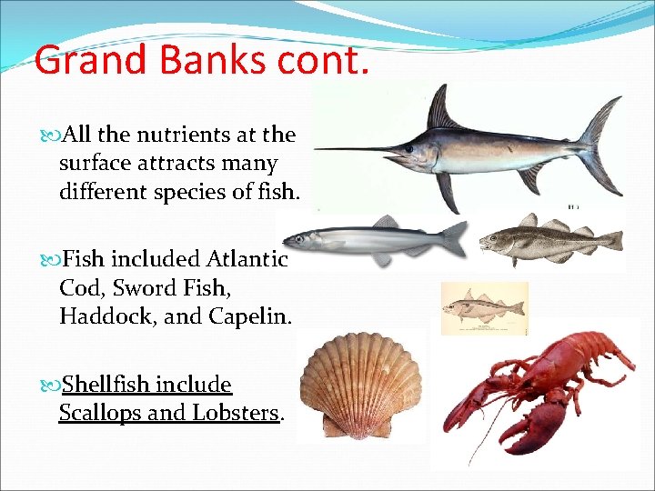Grand Banks cont. All the nutrients at the surface attracts many different species of Grand Banks cont. All the nutrients at the surface attracts many different species of