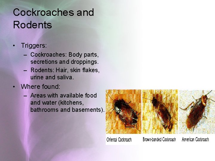 Cockroaches and Rodents • Triggers: – Cockroaches: Body parts, secretions and droppings. – Rodents: