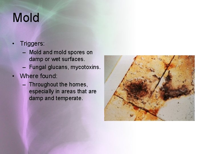 Mold • Triggers: – Mold and mold spores on damp or wet surfaces. –