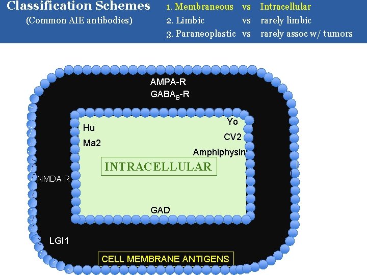 Classification Schemes (Common AIE antibodies) 1. Membraneous vs Intracellular 2. Limbic vs rarely limbic