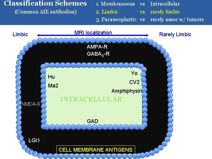 Classification Schemes (Common AIE antibodies) 1. Membraneous vs Intracellular 2. Limbic vs rarely limbic