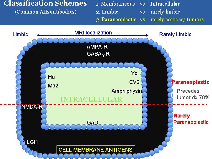 Classification Schemes (Common AIE antibodies) 1. Membraneous vs Intracellular 2. Limbic vs rarely limbic