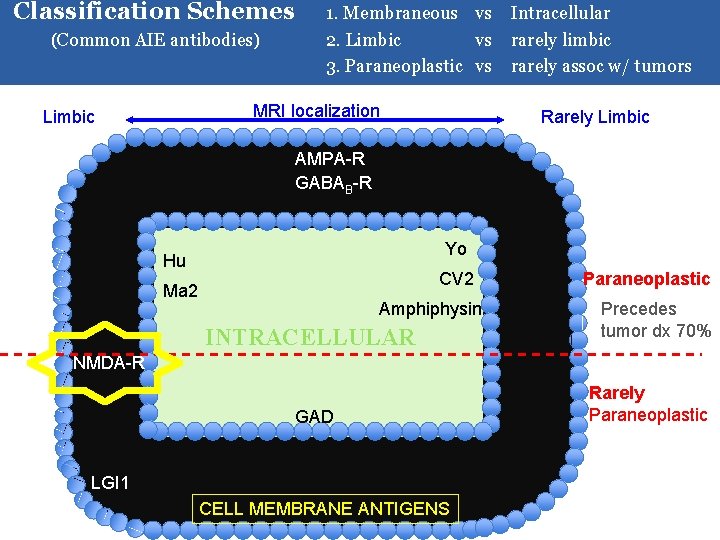 Classification Schemes (Common AIE antibodies) 1. Membraneous vs Intracellular 2. Limbic vs rarely limbic