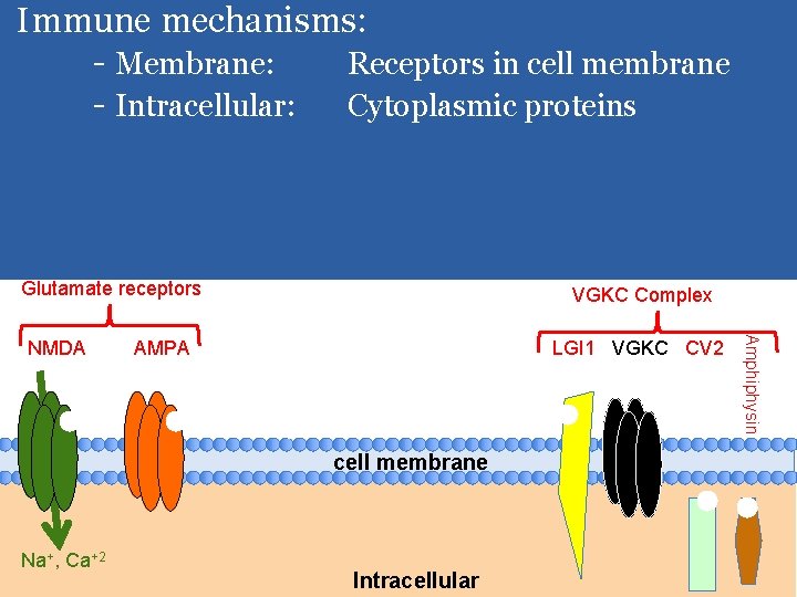 Membraneous: Glutamate –main excitatory neurotransmitter Immune mechanisms: NMDA: N-methyl-D-aspartate - Membrane: Receptors in cell