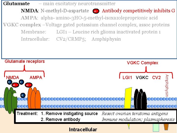 Glutamate – main excitatory neurotransmitter ab NMDA: N-methyl-D-aspartate Antibody competitively inhibits G AMPA: alpha-