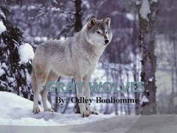 GRAY WOLVES By: Odley Bonhomme 