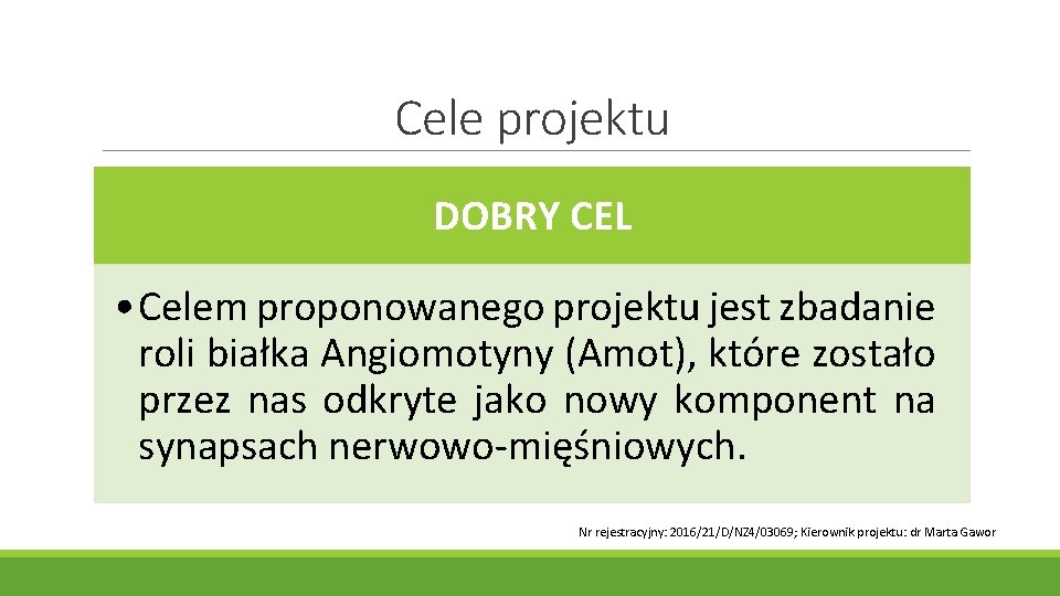 Cele projektu DOBRY CEL • Celem proponowanego projektu jest zbadanie roli białka Angiomotyny (Amot),