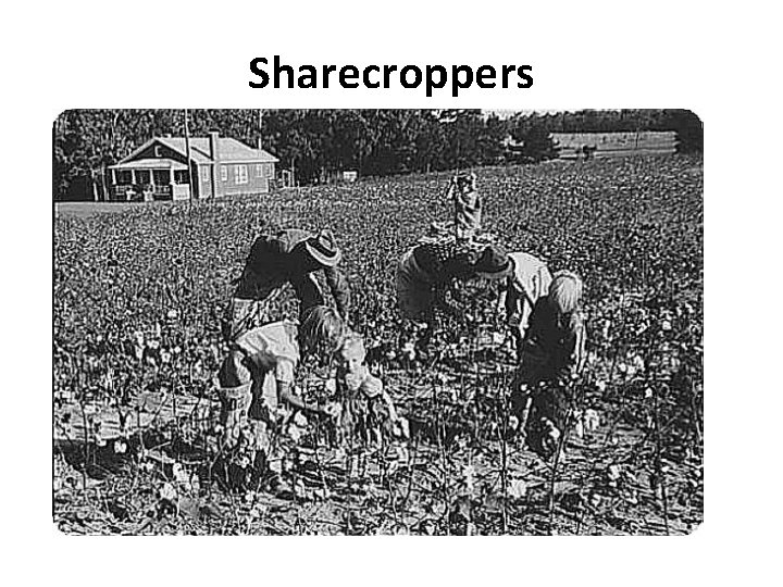 Sharecroppers 