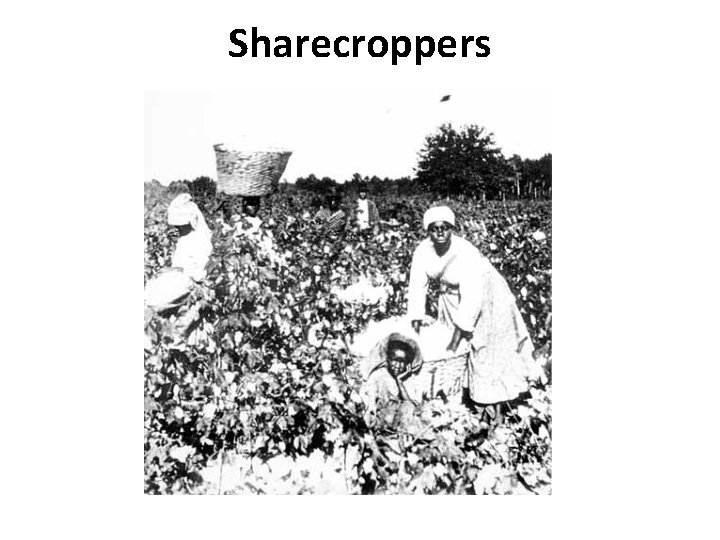 Sharecroppers 