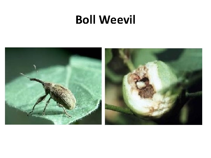 Boll Weevil 