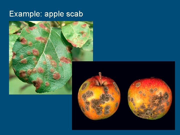 Example: apple scab 