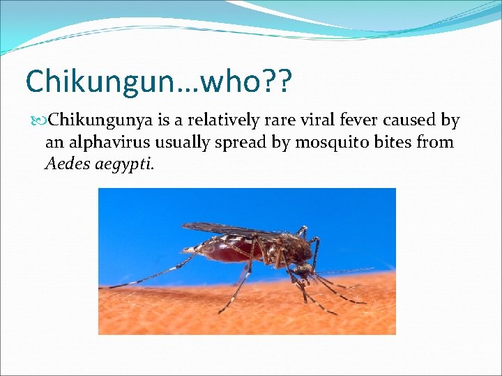 Chikungun…who? ? Chikungunya is a relatively rare viral fever caused by an alphavirus usually