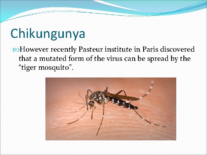 Chikungunya However recently Pasteur institute in Paris discovered that a mutated form of the