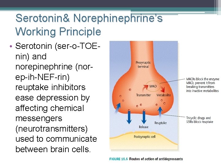 Serotonin& Norephinephrine’s Working Principle • Serotonin (ser-o-TOEnin) and norepinephrine (norep-ih-NEF-rin) reuptake inhibitors ease depression