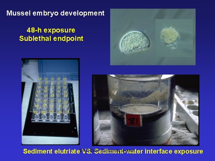 Mussel embryo development 48 -h exposure Sublethal endpoint Sediment elutriate. Draft Data - Do