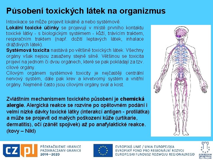 Působení toxických látek na organizmus Intoxikace se může projevit lokálně a nebo systémově. Lokální