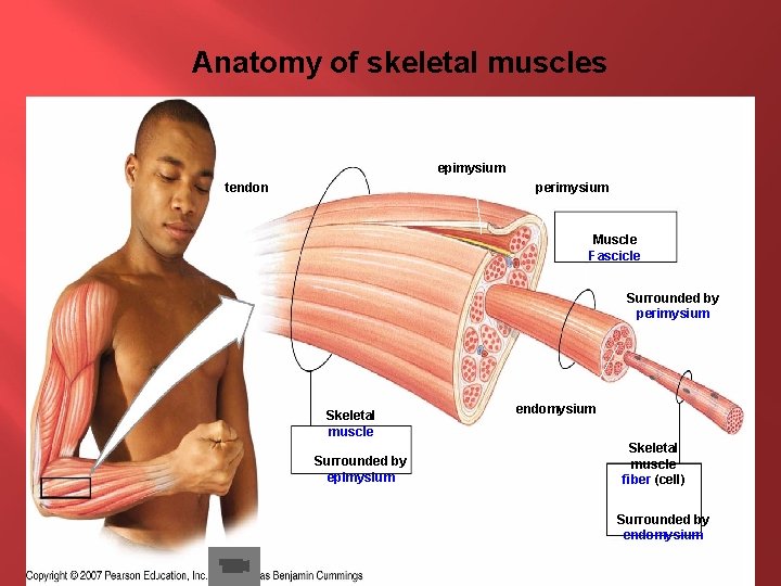 Anatomy of skeletal muscles epimysium tendon perimysium Muscle Fascicle Surrounded by perimysium Skeletal muscle