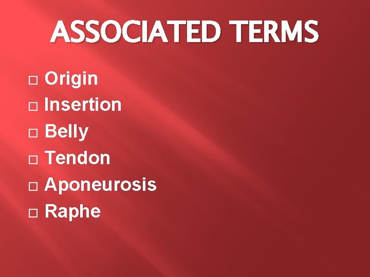 ASSOCIATED TERMS Origin Insertion Belly Tendon Aponeurosis Raphe 