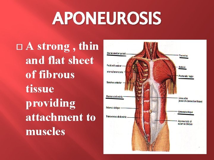 APONEUROSIS A strong , thin and flat sheet of fibrous tissue providing attachment to