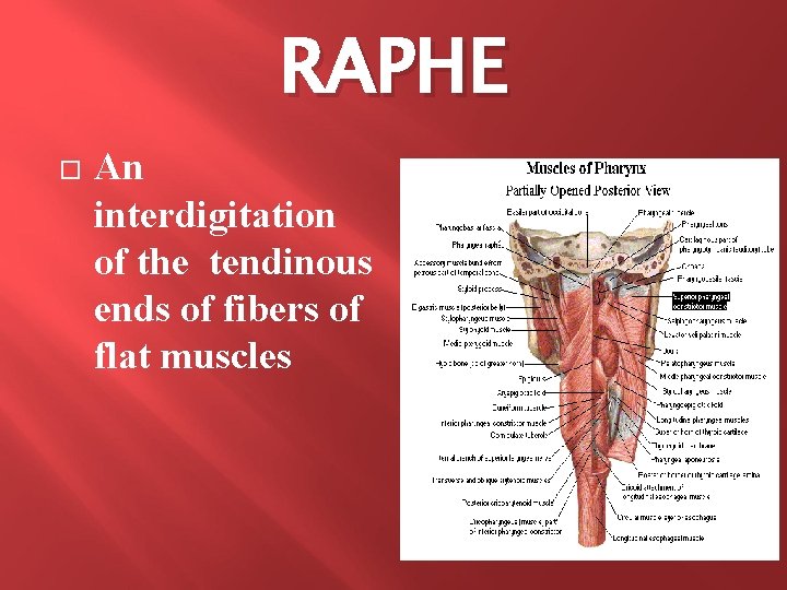 RAPHE An interdigitation of the tendinous ends of fibers of flat muscles 