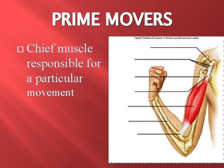 PRIME MOVERS Chief muscle responsible for a particular movement 