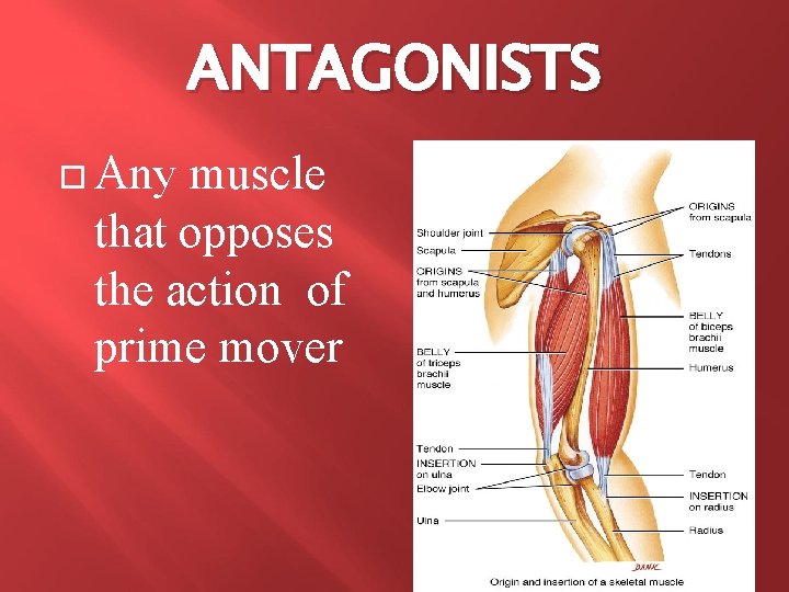 ANTAGONISTS Any muscle that opposes the action of prime mover 