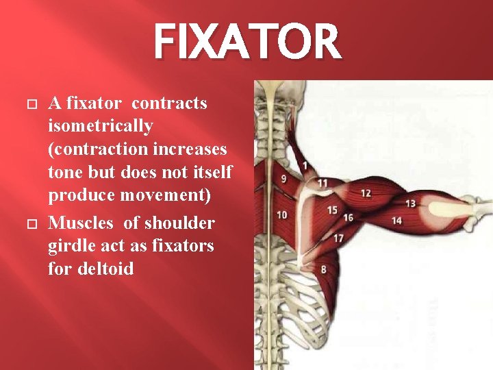 FIXATOR A fixator contracts isometrically (contraction increases tone but does not itself produce movement) FIXATOR A fixator contracts isometrically (contraction increases tone but does not itself produce movement)